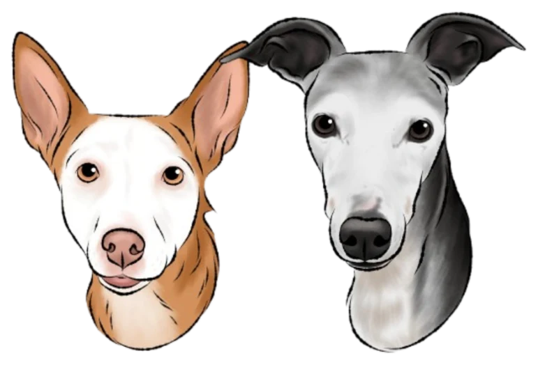 Ilustración de Dogsnatura: una podenca y un galgo