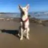 Denver, el perro de Laura