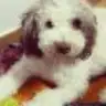 Piña, el perro de Lara