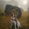 Púa, el perro de Lorena