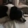 Vita, el perro de Thais